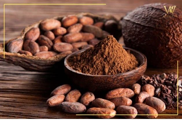 Cách chăm sóc tóc da dầu nhờ bột cacao