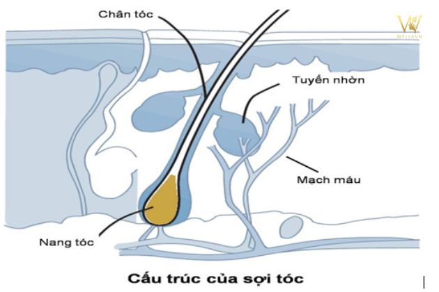 Chu trình phát triển của mỗi sợi tóc
