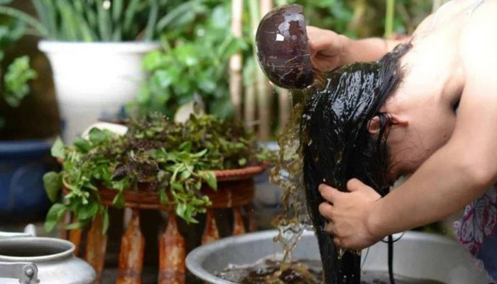 Cách gội đầu bằng bồ kết giúp mái tóc đen mượt, sạch gàu Cách gội đầu với bồ kết