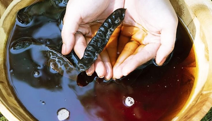 Cách gội đầu bằng bồ kết giúp mái tóc đen mượt, sạch gàu Gội đầu bằng bồ