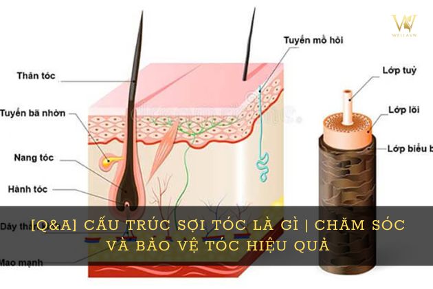 Lý thuyết về cấu trúc sợi tóc