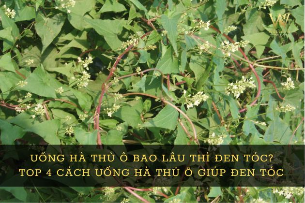 Uống hà thủ ô giúp đen tóc nhanh