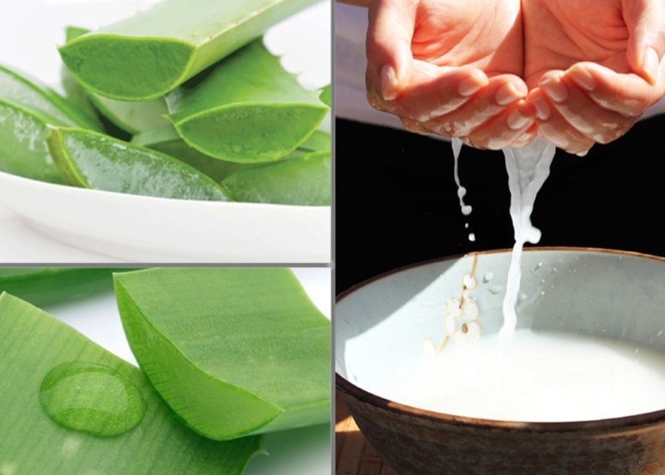 Cách làm tóc mềm mượt bằng nha đam hiệu quả không tưởng cách làm tóc mềm mượt bằng nha đam