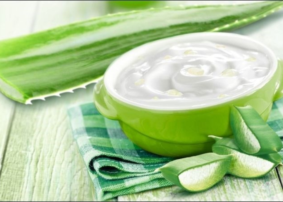 Cách làm tóc mềm mượt bằng nha đam hiệu quả không tưởng cách làm tóc mềm mượt bằng nha đam