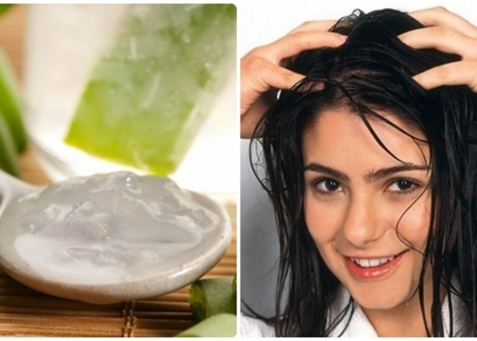 Cách làm tóc mềm mượt bằng nha đam hiệu quả không tưởng cách làm tóc mềm mượt bằng nha đam