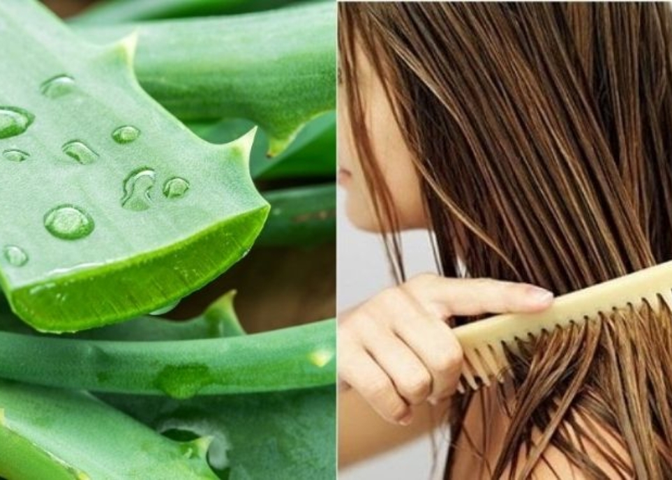 Cách làm tóc mềm mượt bằng nha đam hiệu quả không tưởng cách làm tóc mềm mượt bằng nha đam