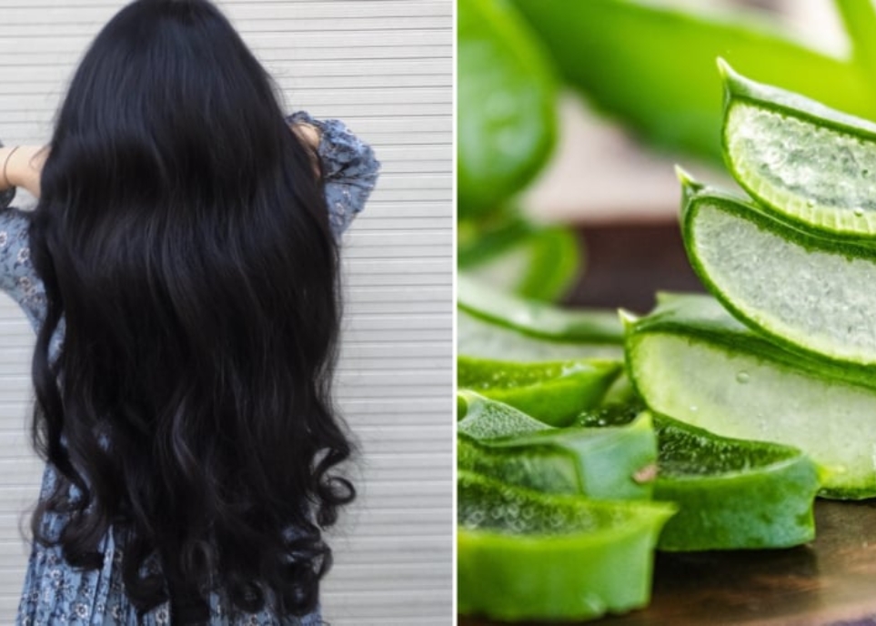 Cách làm tóc mềm mượt bằng nha đam hiệu quả không tưởng cách làm tóc mềm mượt bằng nha đam