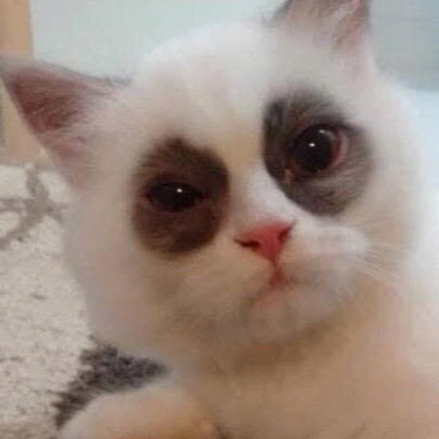 Tổng Hợp 102 Meme Chó Mèo Hài Hước, Dễ Thương Chất Lượng meme chó mèo vô tri nhìn là muốn cười