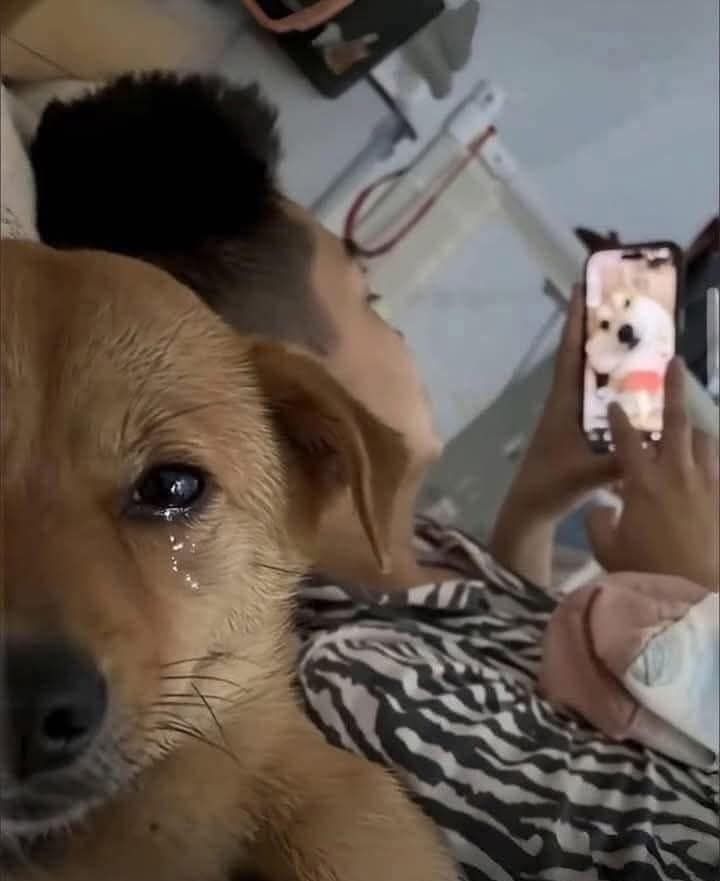 Tổng Hợp 102 Meme Chó Mèo Hài Hước, Dễ Thương Chất Lượng meme chó mèo bựa mang tính cà khịa