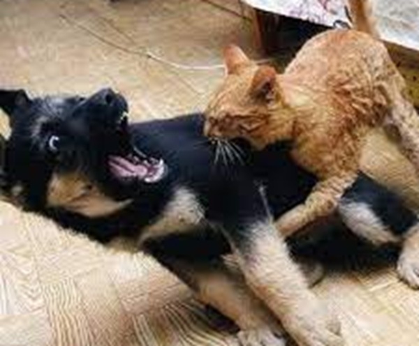 Tổng Hợp 102 Meme Chó Mèo Hài Hước, Dễ Thương Chất Lượng meme chó mèo bựa mang tính giải trí