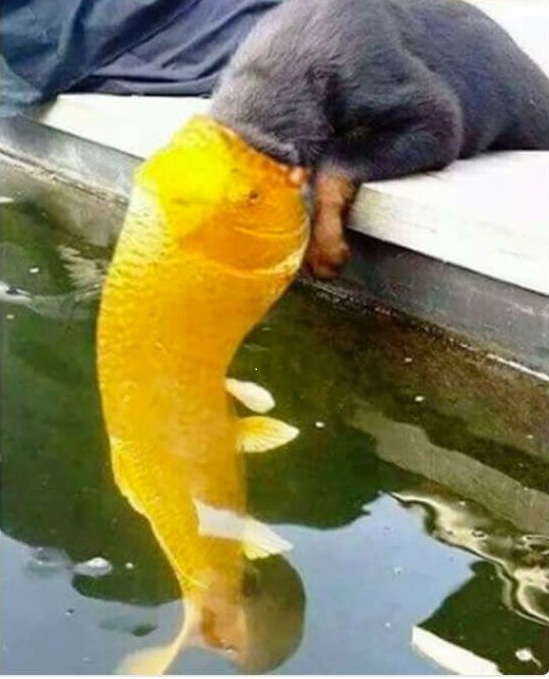 Tổng Hợp 102 Meme Chó Mèo Hài Hước, Dễ Thương Chất Lượng meme chó mèo bựa mang tính cà khịa