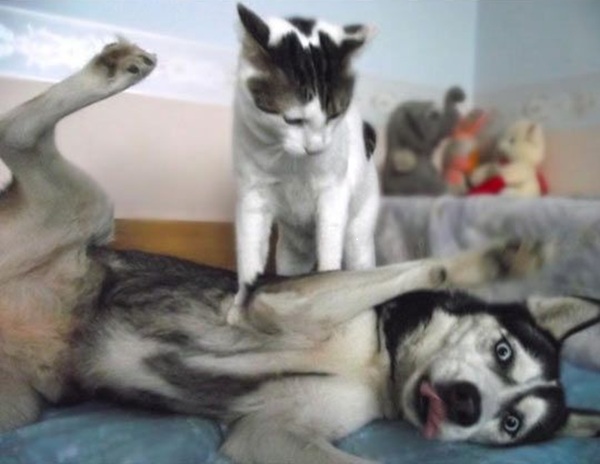 Tổng Hợp 102 Meme Chó Mèo Hài Hước, Dễ Thương Chất Lượng meme chó mèo hài hước cho giới trẻ