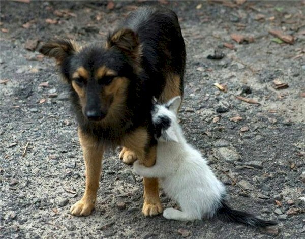 Tổng Hợp 102 Meme Chó Mèo Hài Hước, Dễ Thương Chất Lượng ảnh meme chó mèo cute gây cười trên mạng xã hội