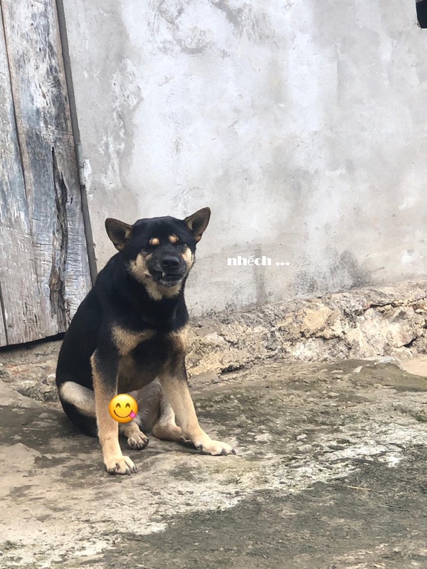 Tổng Hợp 102 Meme Chó Mèo Hài Hước, Dễ Thương Chất Lượng ảnh meme chó mèo biểu cảm lầy lội