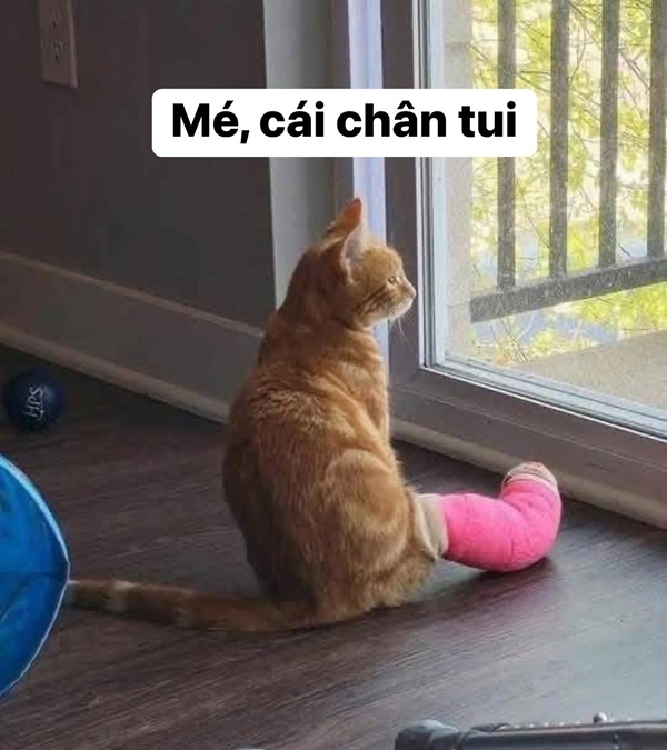 Tổng Hợp 102 Meme Chó Mèo Hài Hước, Dễ Thương Chất Lượng meme chó mèo hài cho ngày mệt mỏi