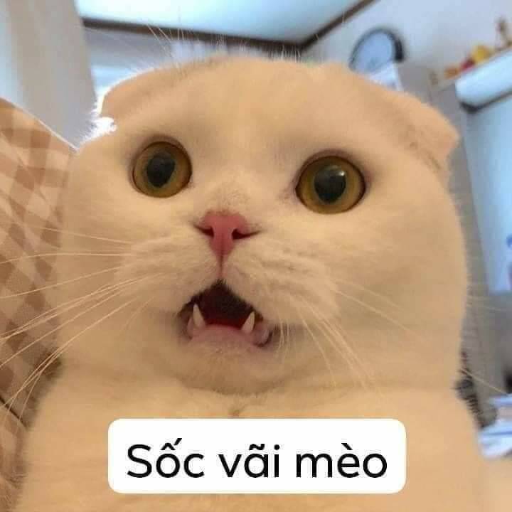Top 199+ Ảnh Meme Mèo Bất Ngờ – Biểu Cảm Ngạc Nhiên Hài Hước meme mèo ngạc nhiên khi nghe tin sốc