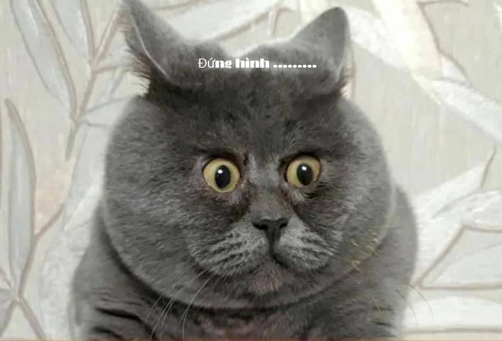Top 199+ Ảnh Meme Mèo Bất Ngờ – Biểu Cảm Ngạc Nhiên Hài Hước meme mèo bất ngờ kiểu không nói nên lời