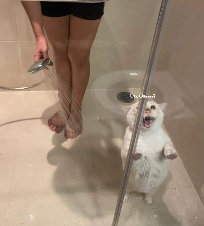 Top 199+ Ảnh Meme Mèo Bất Ngờ – Biểu Cảm Ngạc Nhiên Hài Hước meme mèo bất ngờ kiểu sốc toàn tập