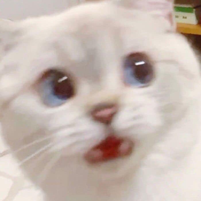 Top 199+ Ảnh Meme Mèo Bất Ngờ – Biểu Cảm Ngạc Nhiên Hài Hước meme mèo bất ngờ nhìn rất ngộ nghĩnh