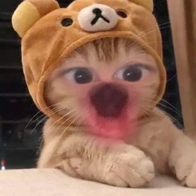 Top 199+ Ảnh Meme Mèo Bất Ngờ – Biểu Cảm Ngạc Nhiên Hài Hước meme mèo ngạc nhiên cho ảnh meme