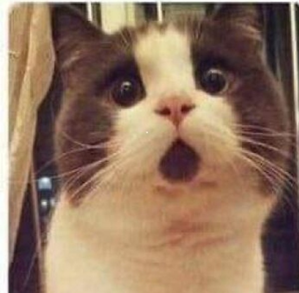 Top 199+ Ảnh Meme Mèo Bất Ngờ – Biểu Cảm Ngạc Nhiên Hài Hước meme mèo ngạc nhiên khi thấy sự thật