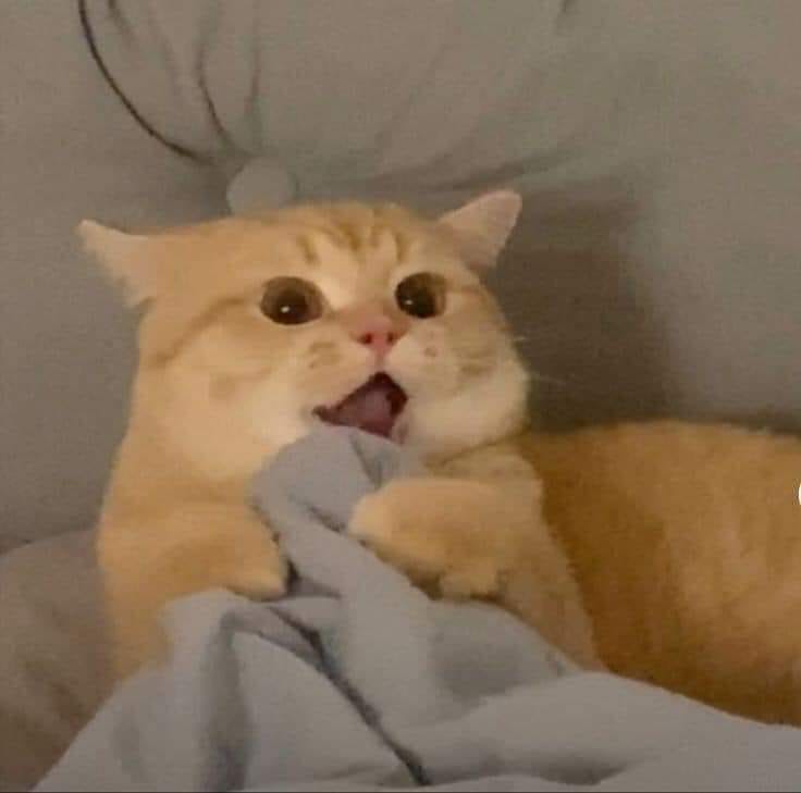 Top 199+ Ảnh Meme Mèo Bất Ngờ – Biểu Cảm Ngạc Nhiên Hài Hước meme mèo bất ngờ reaction hài hước