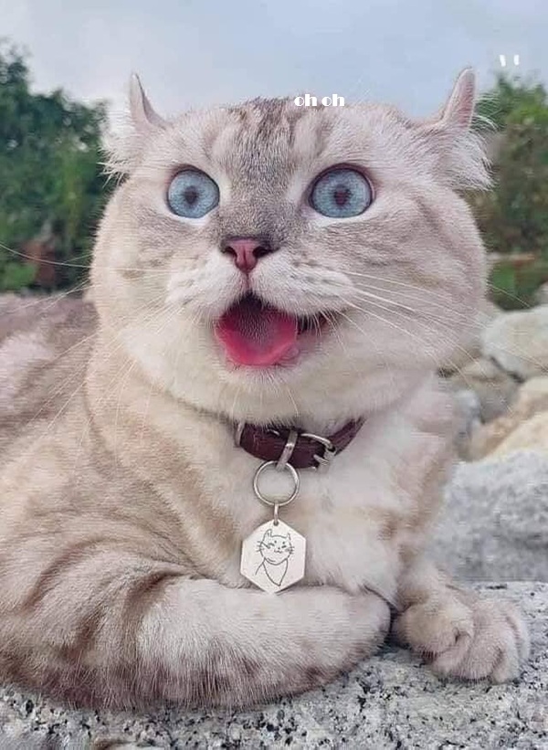 Top 199+ Ảnh Meme Mèo Bất Ngờ – Biểu Cảm Ngạc Nhiên Hài Hước meme mèo bất ngờ trông rất ngố