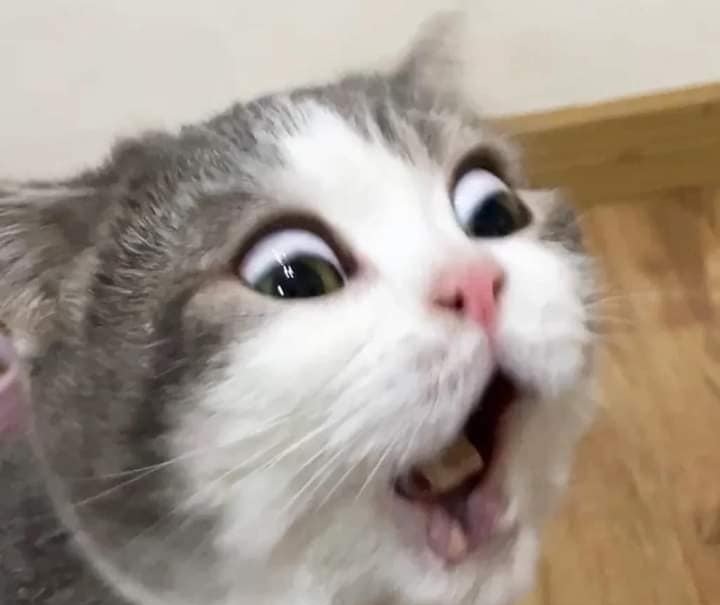 Top 199+ Ảnh Meme Mèo Bất Ngờ – Biểu Cảm Ngạc Nhiên Hài Hước meme mèo ngạc nhiên mở to mắt hài