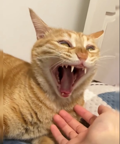 Top 50+ Meme Mèo Bựa Hài Hước Và Ngáo Ngơ Nhất meme mèo bựa mặt hài khó tả