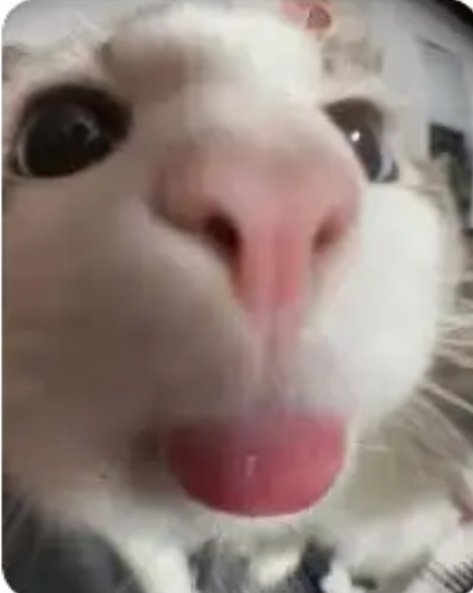Top 50+ Meme Mèo Bựa Hài Hước Và Ngáo Ngơ Nhất meme mèo bựa để cà khịa vui
