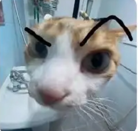 Top 50+ Meme Mèo Bựa Hài Hước Và Ngáo Ngơ Nhất meme mèo bựa hài cho dân nghiện meme