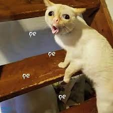 Top 50+ Meme Mèo Bựa Hài Hước Và Ngáo Ngơ Nhất meme mèo bựa phong cách troll