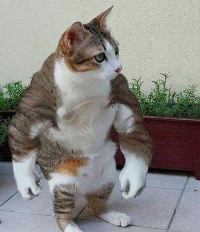 Top 50+ Meme Mèo Bựa Hài Hước Và Ngáo Ngơ Nhất meme mèo bựa nhìn là không nhịn được cười