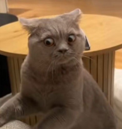 Top 50+ Meme Mèo Bựa Hài Hước Và Ngáo Ngơ Nhất meme mèo bựa gây cười cực mạnh