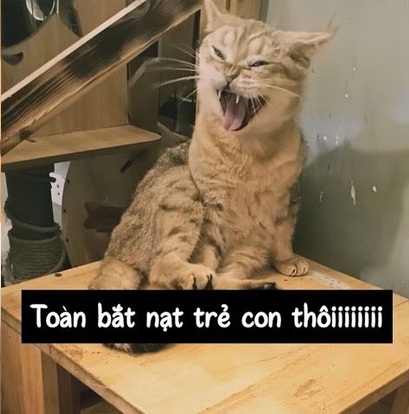 Top 50+ Meme Mèo Bựa Hài Hước Và Ngáo Ngơ Nhất meme mèo bựa hài hước lan truyền mạng xã hội