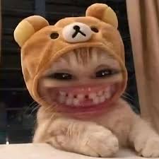 Top 50+ Meme Mèo Bựa Hài Hước Và Ngáo Ngơ Nhất ảnh meme mèo bựa hài cực độ