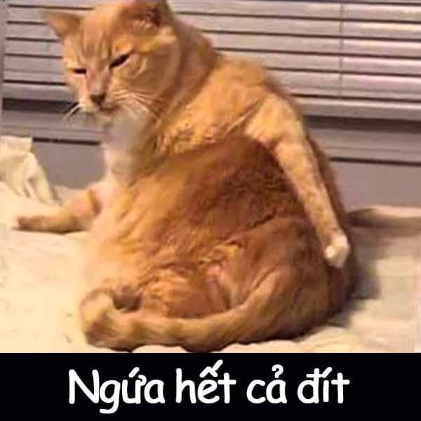 Top 50+ Meme Mèo Bựa Hài Hước Và Ngáo Ngơ Nhất ảnh meme mèo bựa nhìn là thấy lầy