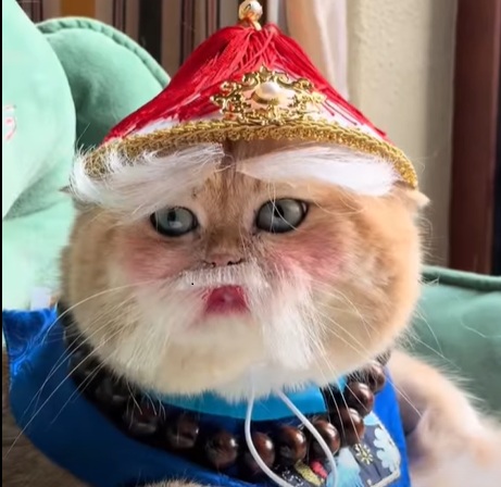meme mèo bựa gây cười cực mạnh