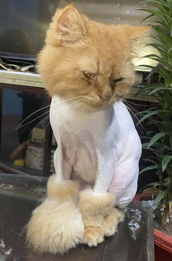101+ Ảnh Meme Mèo Buồn Tâm Trạng Siêu Đáng Yêu meme mèo buồn ngồi lặng