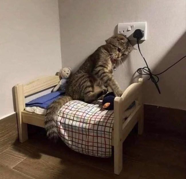 101+ Ảnh Meme Mèo Buồn Tâm Trạng Siêu Đáng Yêu meme mèo buồn cute trầm tư