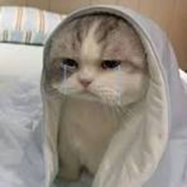 101+ Ảnh Meme Mèo Buồn Tâm Trạng Siêu Đáng Yêu meme mèo buồn dễ thương khóc