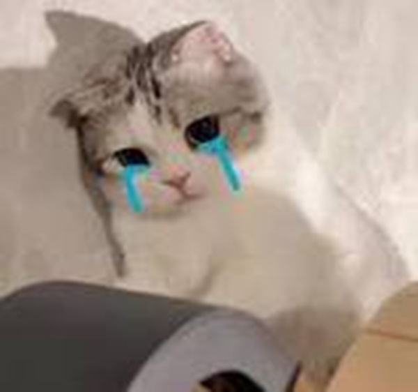 101+ Ảnh Meme Mèo Buồn Tâm Trạng Siêu Đáng Yêu meme mèo buồn trả lời tâm trạng