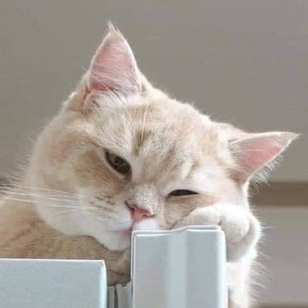 101+ Ảnh Meme Mèo Buồn Tâm Trạng Siêu Đáng Yêu meme mèo buồn chán đời
