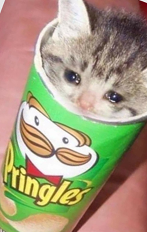101+ Ảnh Meme Mèo Buồn Tâm Trạng Siêu Đáng Yêu meme mèo buồn cute đáng thương