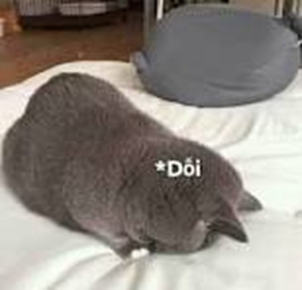 101+ Ảnh Meme Mèo Buồn Tâm Trạng Siêu Đáng Yêu meme mèo buồn nhìn đáng yêu