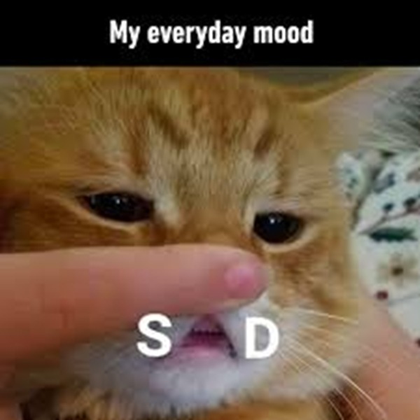 101+ Ảnh Meme Mèo Buồn Tâm Trạng Siêu Đáng Yêu meme mèo buồn chán đời