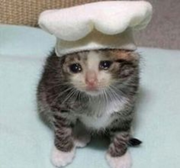 101+ Ảnh Meme Mèo Buồn Tâm Trạng Siêu Đáng Yêu meme mèo buồn cute lặng lẽ