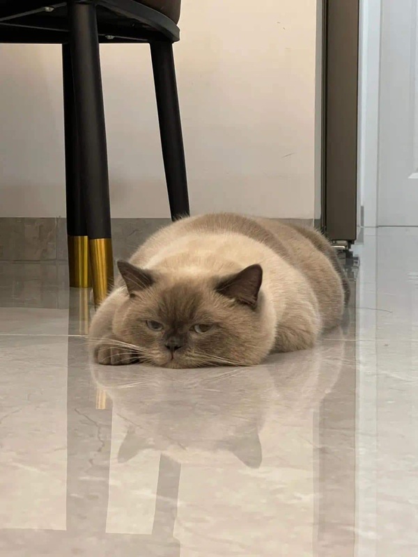 101+ Ảnh Meme Mèo Buồn Tâm Trạng Siêu Đáng Yêu meme mèo buồn không ai hiểu