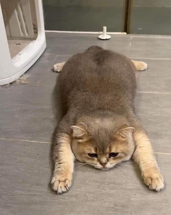 101+ Ảnh Meme Mèo Buồn Tâm Trạng Siêu Đáng Yêu meme mèo buồn cảm giác trống rỗng