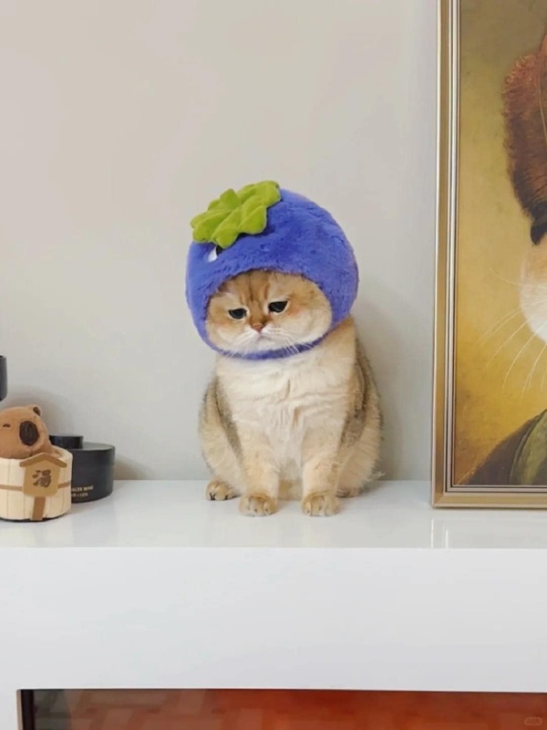 101+ Ảnh Meme Mèo Buồn Tâm Trạng Siêu Đáng Yêu meme mèo buồn cute tâm trạng